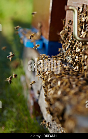 Bienenstock im Sommer, Kroatien, Europa Stockfoto