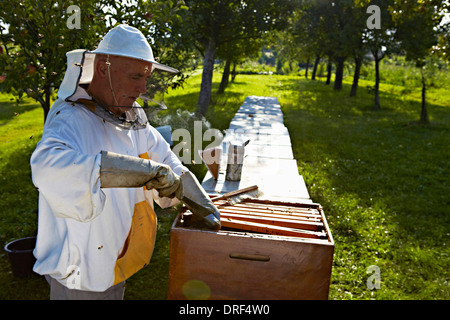 Imker In Garten, Kroatien, Europa Stockfoto