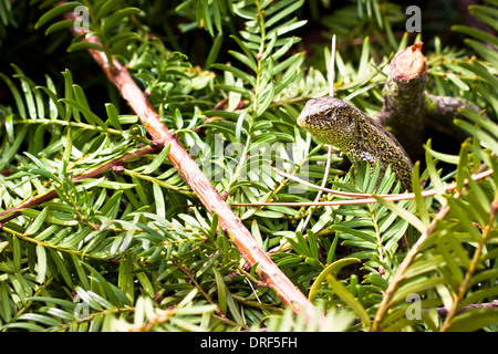 Detail der Zauneidechse - Lacerta Agilis. Stockfoto