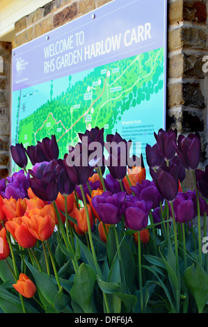 Ein Korb von dunkelviolett & Bright Orange Tulpen auf anzeigen, um den Eingang zum Garten RHS Harlow Carr, Harrogate, Yorkshire. Stockfoto