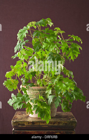 Maryland USA Zimmerpflanze mit glänzend grünen Blätter Ficus in Topf Stockfoto