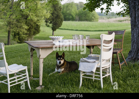 Maryland USA Tisch gedeckt Weißware Hund Wache unter Tisch Stockfoto