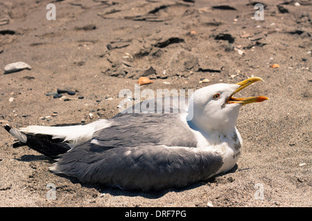 Nahaufnahme einer Möwe am Sandstrand. Stockfoto