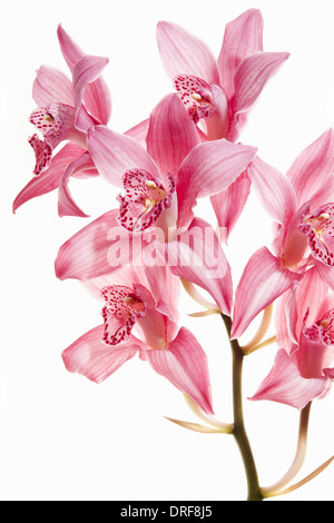 Maryland USA rosa Orchidee Blüten auf blühenden Stengel Stockfoto