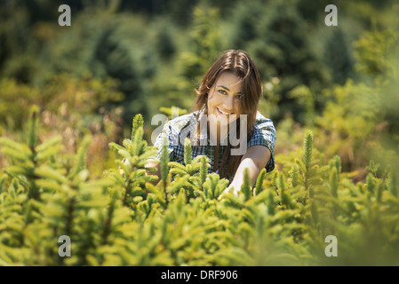 New York State USA Frau beschneiden Beschneidung junger Nadelbäume Kiefer Stockfoto