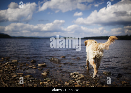 USA Hund mit langen Haaren als Familienhund schütteln sich nass Stockfoto