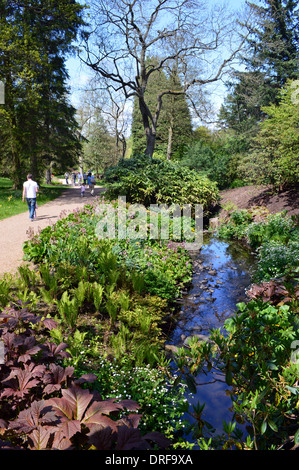 Ein Mann, ein Spaziergang durch die Gärten im Frühling bei RHS Garden Harlow Carr, Harrogate, Yorkshire. Stockfoto