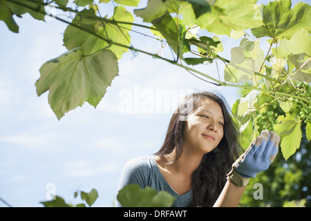 Woodstock, New York USA junge Frau auf traditionellen Bauernhof New York State USA Stockfoto