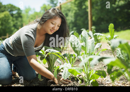 Woodstock, New York USA junge Frau auf traditionellen Bauernhof New York State USA Stockfoto