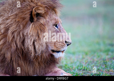 Ältere männliche Löwe Panthera Leo Nahaufnahme Kopf geschossen und Mähne Profil in Ruhe Stockfoto