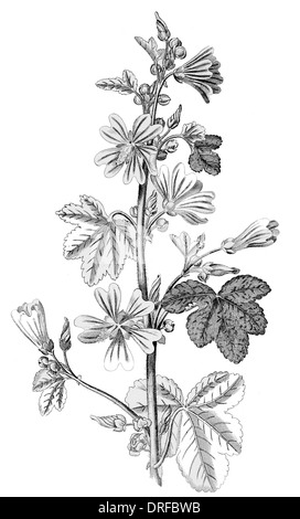 Malva Sylvestris. Malve Stockfoto