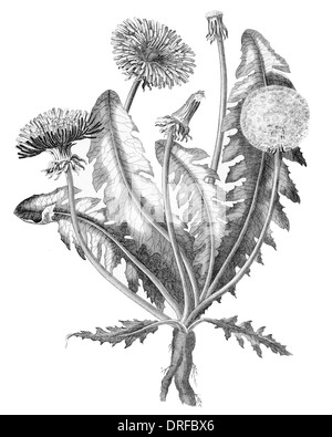 Leontodon Taraxacum. Gemeinsamen Löwenzahn Stockfoto