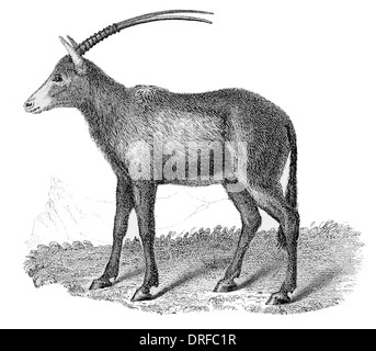 Algazel. Magische Leucoryx arabische Oryx-Antilope Stockfoto