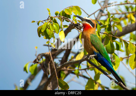Regenbogen Bienenfresser in einem Baum sitzen. Stockfoto