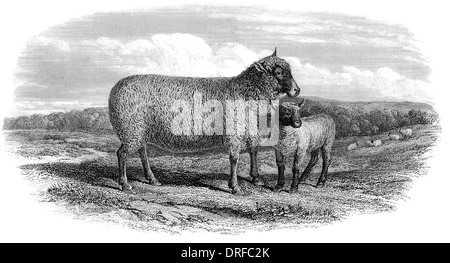 Schaf und Lamm Süden Rasse um 1880 Stockfoto