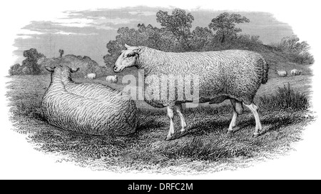 Leicester-Ram um 1880 Stockfoto