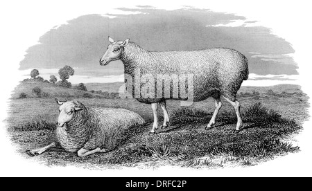 Leicester Ewe um 1880 Stockfoto