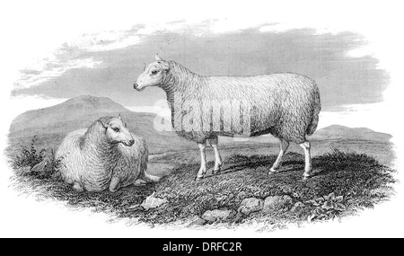 Cheviot Ewe um 1880 Stockfoto