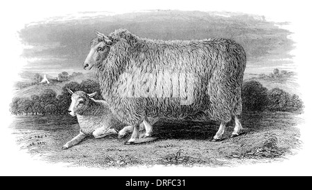 Romney Marsh Ewe in ihrem zweiten Vlies um 1880 Stockfoto