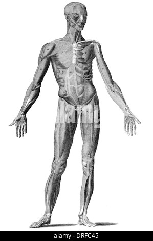 Ansicht des männlichen menschlichen Körpers weggeschnitten Stockfoto