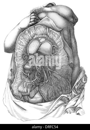 Blutgefäße des Darms Stockfoto