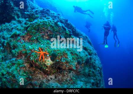 Riff-Tauchen, Männer, Gruppe, Red Sea Star Stockfoto