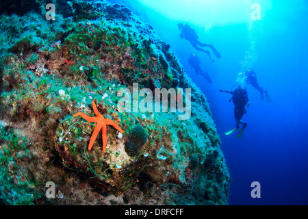 Riff-Tauchen, Männer, Gruppe, Red Sea Star Stockfoto