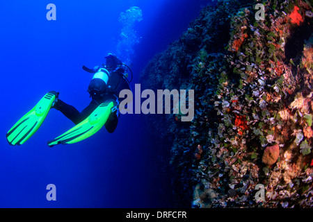Tauchen, Adria, Kroatien, Europa Stockfoto