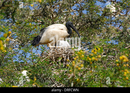 Sacred Ibis Vogel, Stand über ihre Küken im Nest. Stockfoto