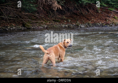 Boxer Mischling Hund im Wasser Stockfoto