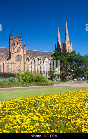 St Mary's Roman Catholic Cathedral Hyde Park The Domain Blumen im Vordergrund Sydney New South Wales NSW Australia Stockfoto