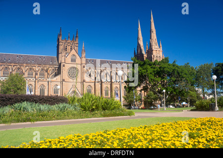 St Mary's Roman Catholic Cathedral Hyde Park Domain Blumen im Vordergrund Sydney New South Wales NSW Australia Stockfoto