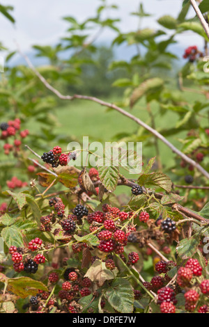 Reiche Busch von Brombeeren Reifen in den Bergen Stockfoto