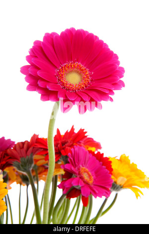 Rosa Blume der Gerber auf weißem Hintergrund Stockfoto