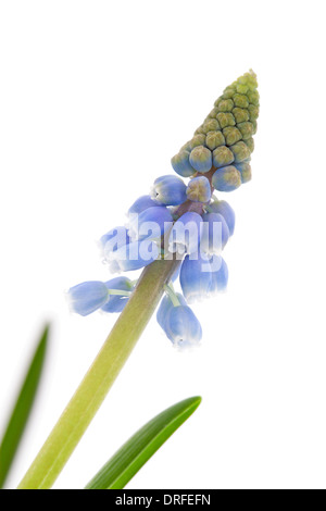 Muscari Botryoides blühen auch bekannt als blaue Trauben Hyazinthe in Nahaufnahme auf weißem Hintergrund Stockfoto