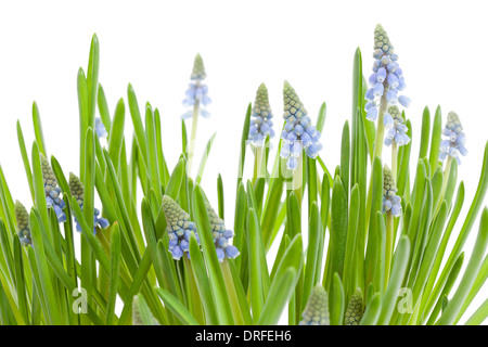 Muscari Botryoides blühen auch bekannt als blaue Trauben Hyazinthe in Nahaufnahme auf weißem Hintergrund Stockfoto