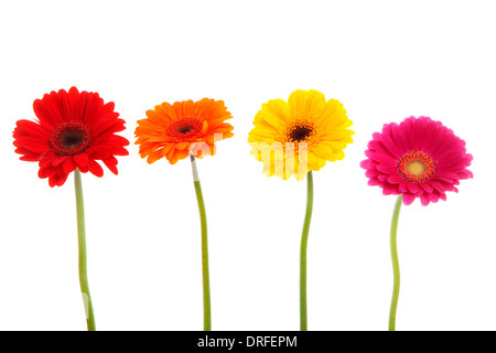 Vier Gerber Blumen in einer Reihe auf weißem Hintergrund Stockfoto