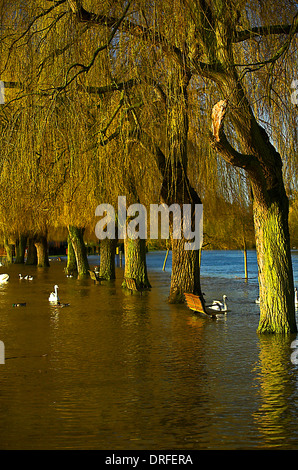 Der Fluss Avon in Flut hat seine Banken im Zentrum von Stratford-upon-Avon gebrochen, Stockfoto