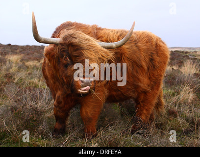 Hochlandrinder ziehen ein lustiges Gesicht, als er gegen starke Winde auf Baslow Rand, Peak District National Park, Derbyshire Hosenträger, Stockfoto