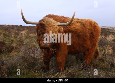 Hochlandrinder ziehen ein lustiges Gesicht, als er gegen starke Winde auf Baslow Rand, Peak District National Park, Derbyshire Hosenträger, Stockfoto