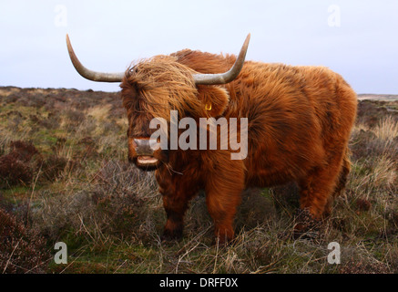 Hochlandrinder ziehen ein lustiges Gesicht, als er gegen starke Winde auf Baslow Rand, Peak District National Park, Derbyshire Hosenträger, Stockfoto