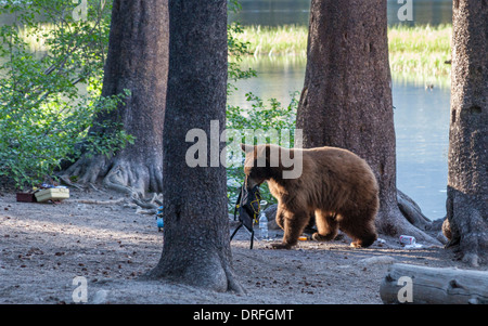 Schwarzer Bär stiehlt Wanderausrüstung von Lake Mamie in Mammoth Lakes Becken Stockfoto