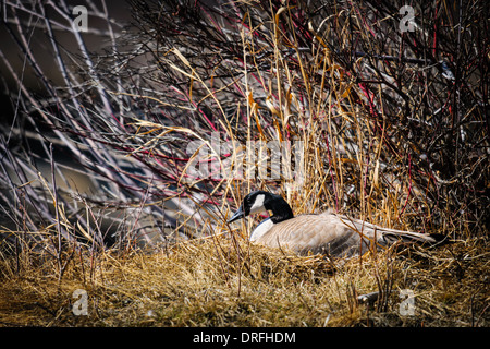 Kanadische Gänse aufs Nest am Rande der Flüsse im Frühling Stockfoto