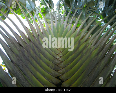 Blätter einer großen Fan-Palme (Baum der Reisenden). Bild aus einem besonderen Blickwinkel Stockfoto