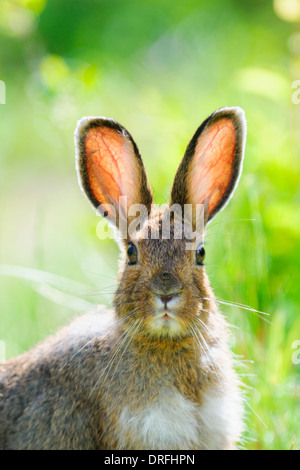 Schneeschuh-Hasen in Sommerfarben Fütterung auf Rasen Stockfoto