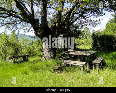 Picknick-Tische im grünen Gras unter einem großen Baum. Foto von Süditalien Stockfoto