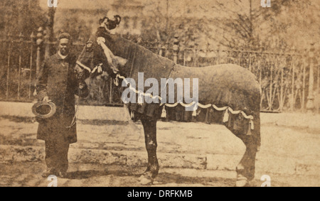Präsident Lincoln Pferd, alte Robin ein afrikanischer amerikanischer Mann mit Abraham Lincolns Pferd am Tag der Beerdigung von Lincoln. 1865 Stockfoto