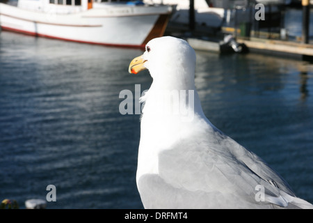 Möwe auf Uhr Stockfoto