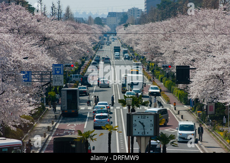 Tokio in voller Blüte Stockfoto