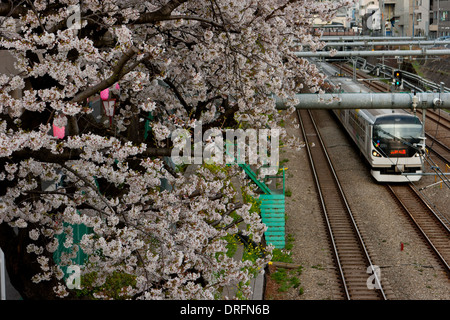 Sakura-Zug Stockfoto